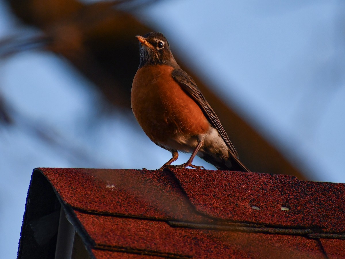 American Robin - ML624522283