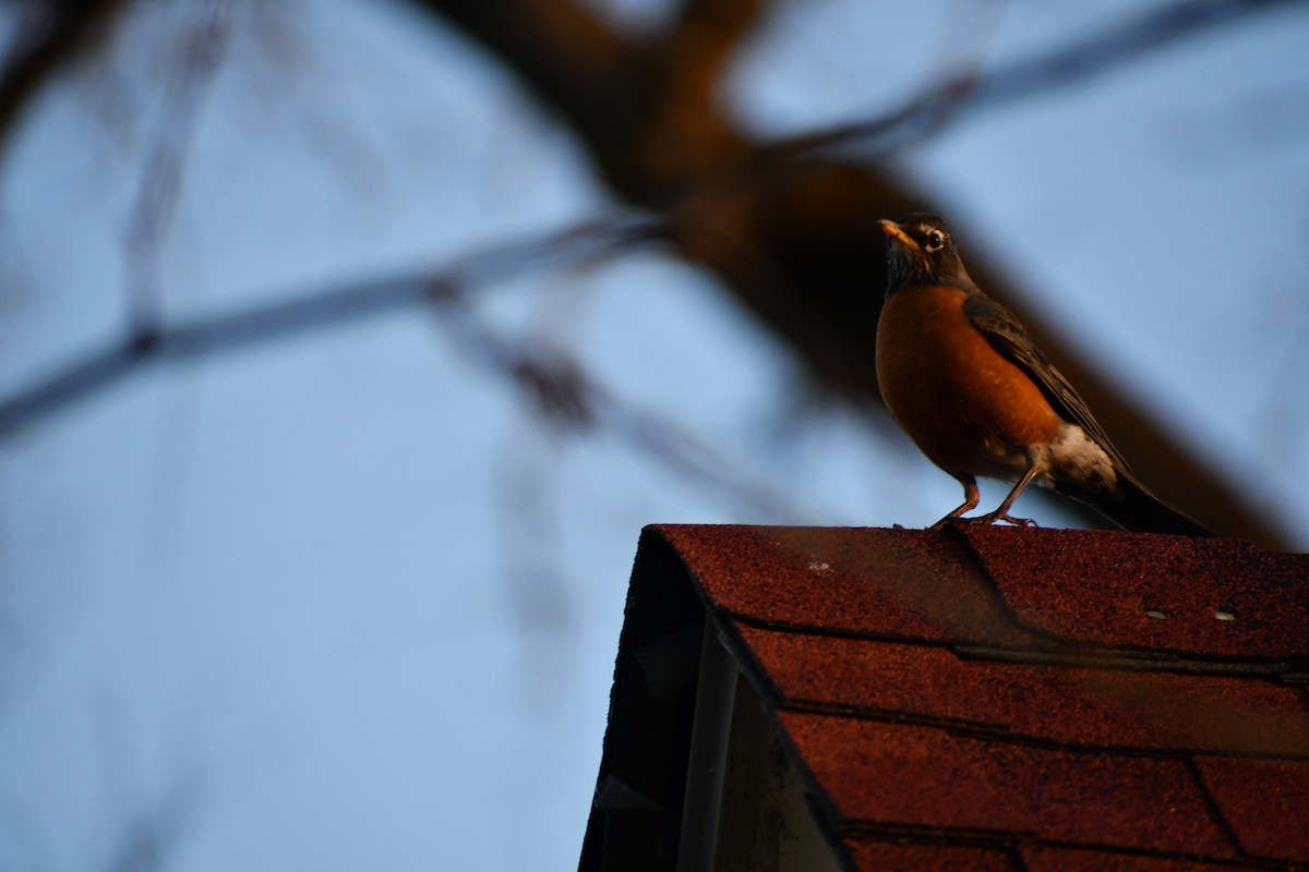 American Robin - ML624522285