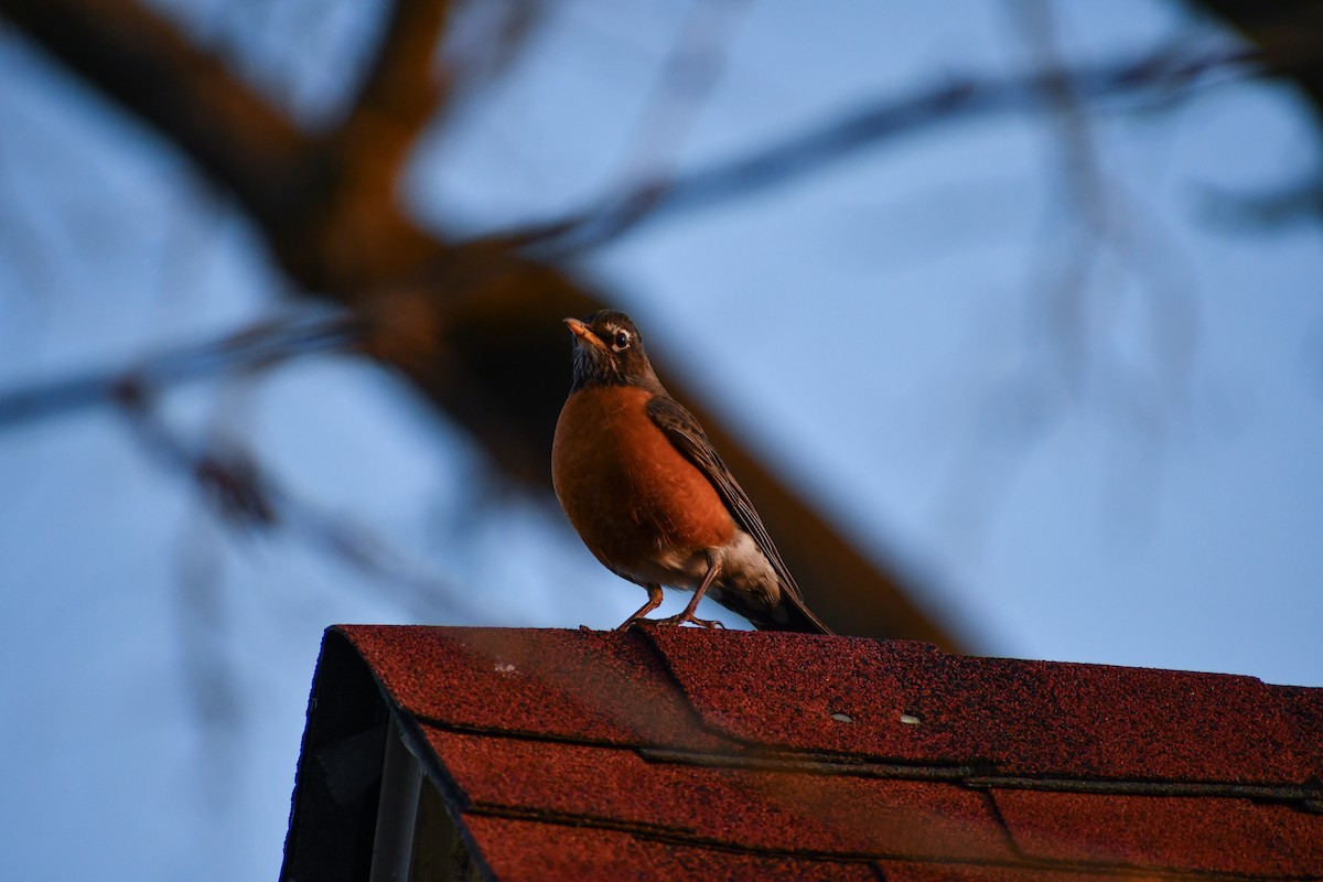 American Robin - ML624522287