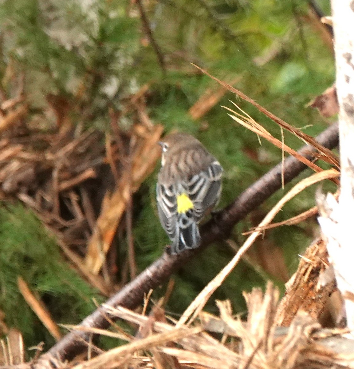 Yellow-rumped Warbler - ML624522288