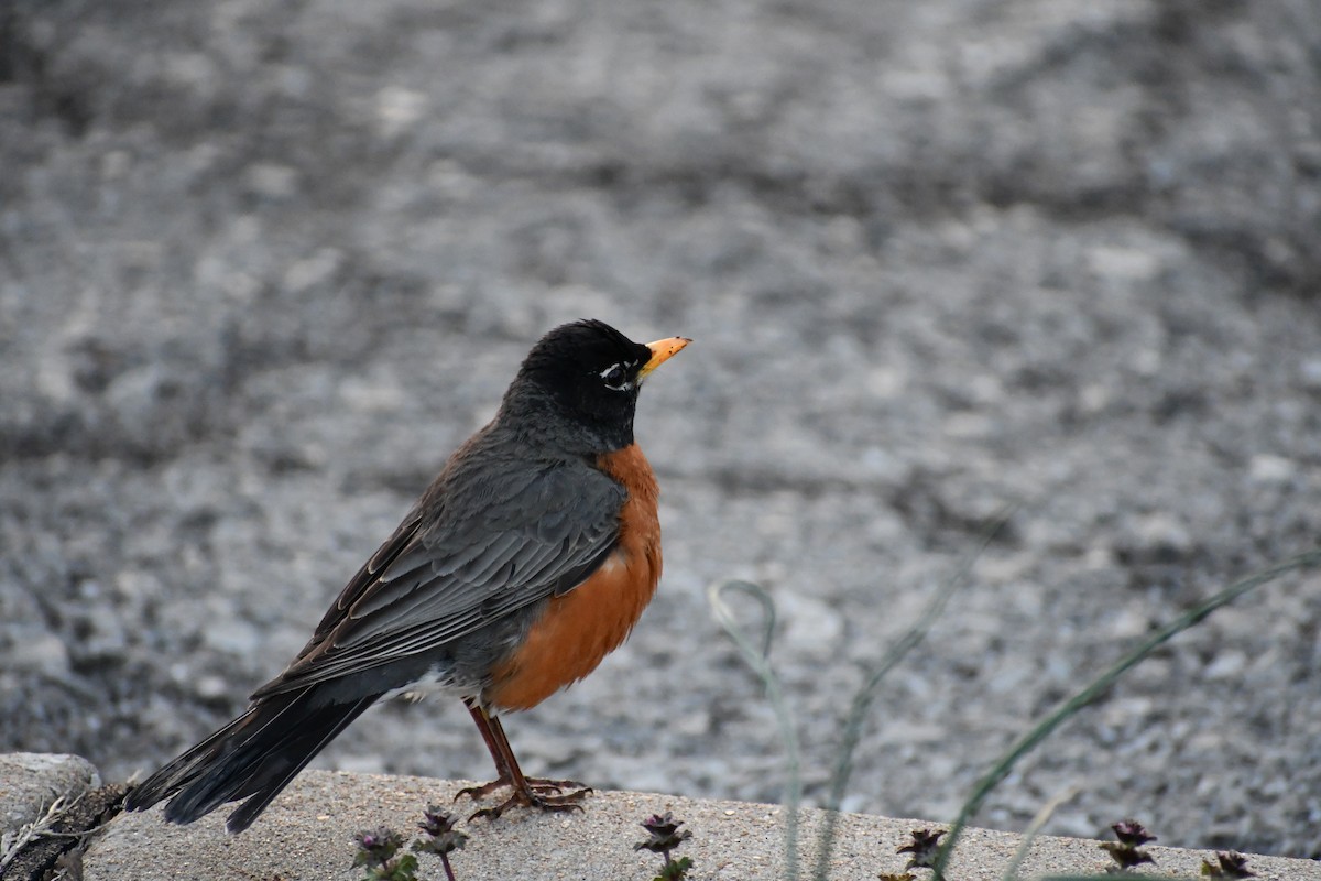 American Robin - ML624522289