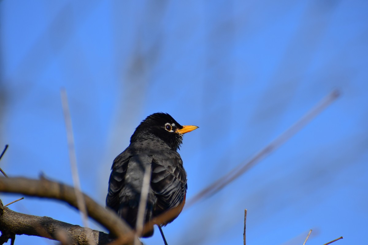 American Robin - ML624522290