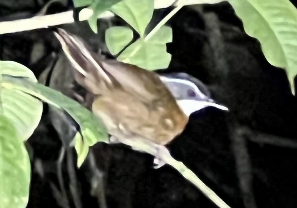 Bornean Black-capped Babbler - ML624522295