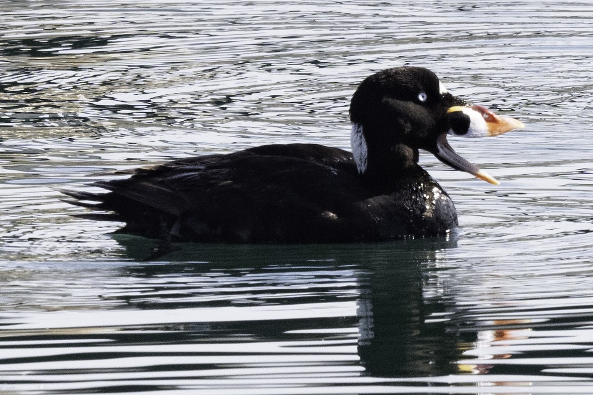 Surf Scoter - ML624522298