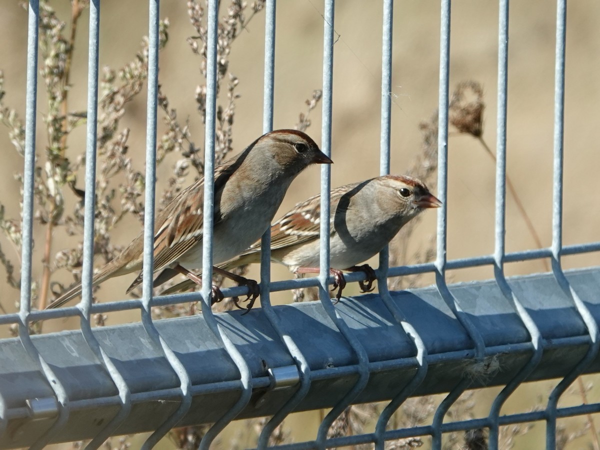 White-crowned Sparrow - ML624522303