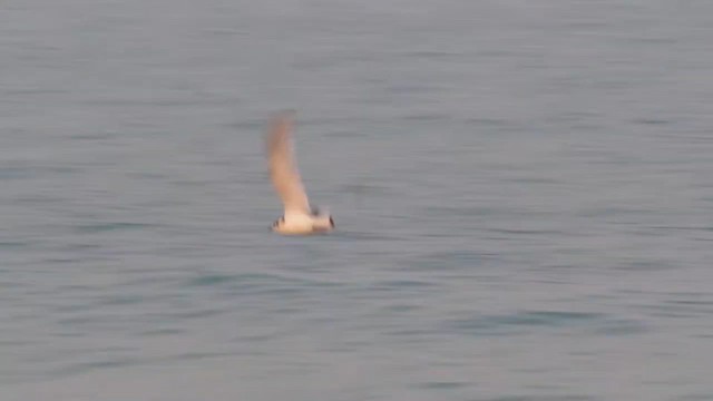 Little Gull - ML624522491
