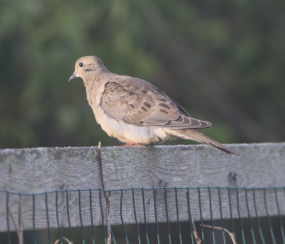 Mourning Dove - ML624522535