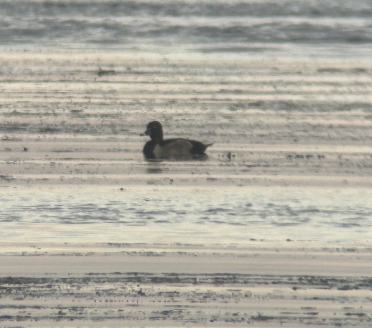 Ring-necked Duck - ML624522574