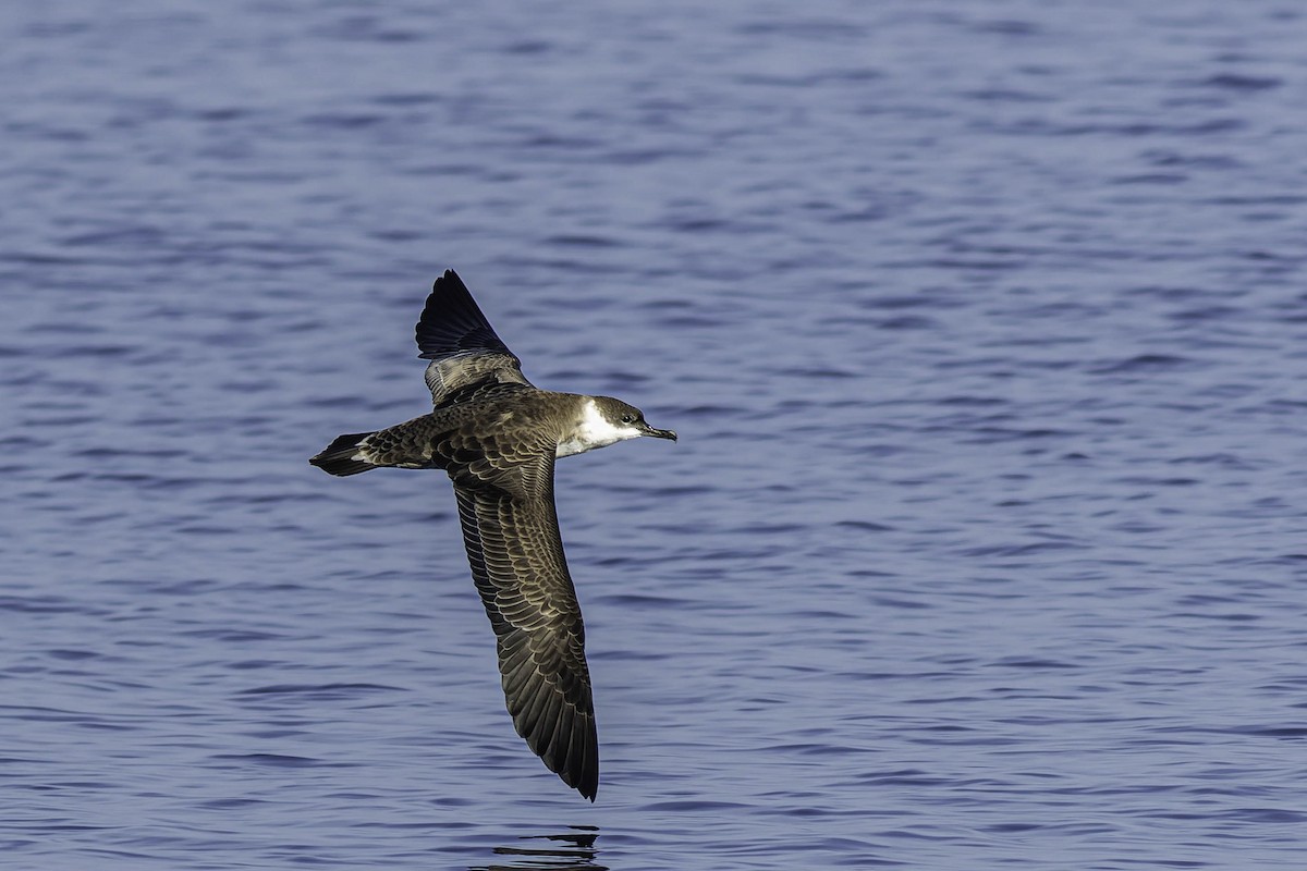 Great Shearwater - ML624522576