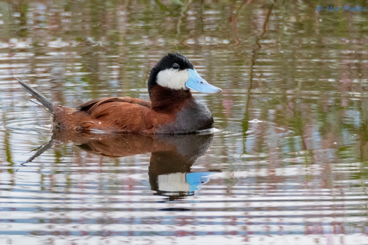 Ruddy Duck - ML624522582