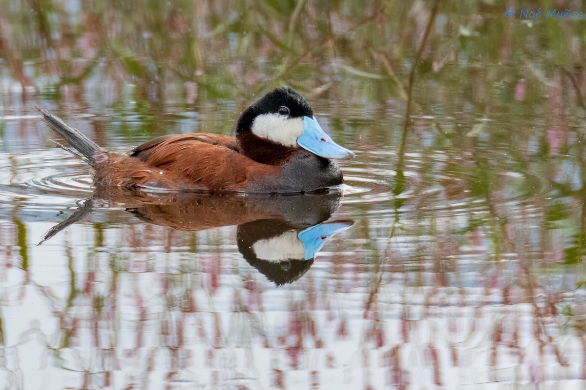 Ruddy Duck - ML624522583