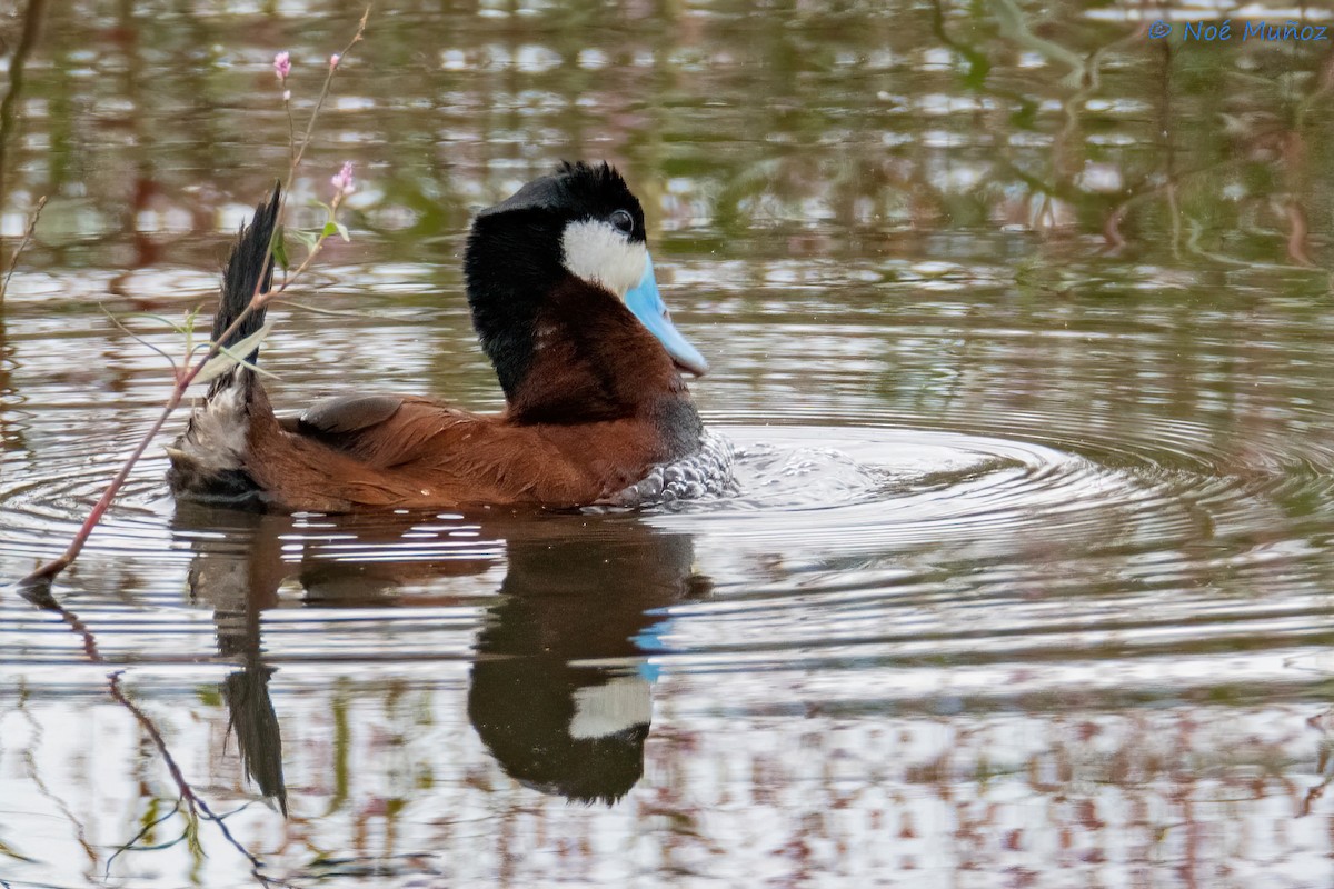 Ruddy Duck - ML624522584