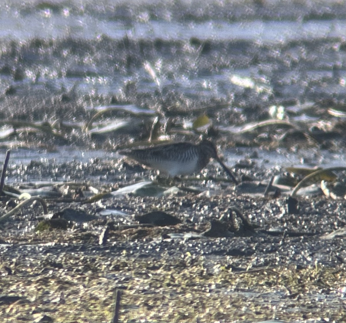 Wilson's Snipe - ML624522585