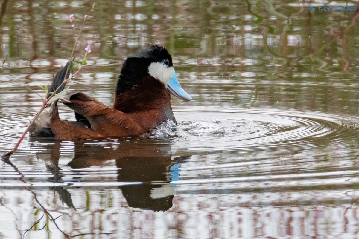 Ruddy Duck - ML624522586