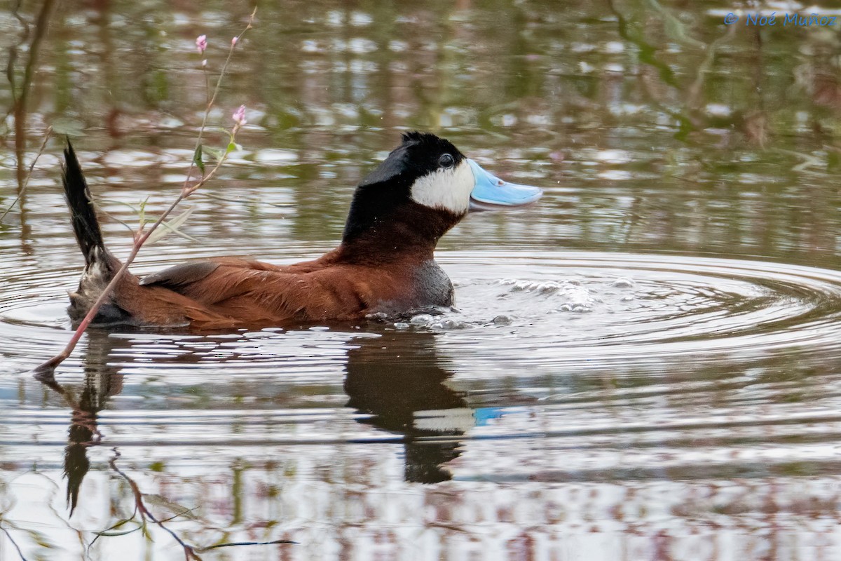 Ruddy Duck - ML624522589