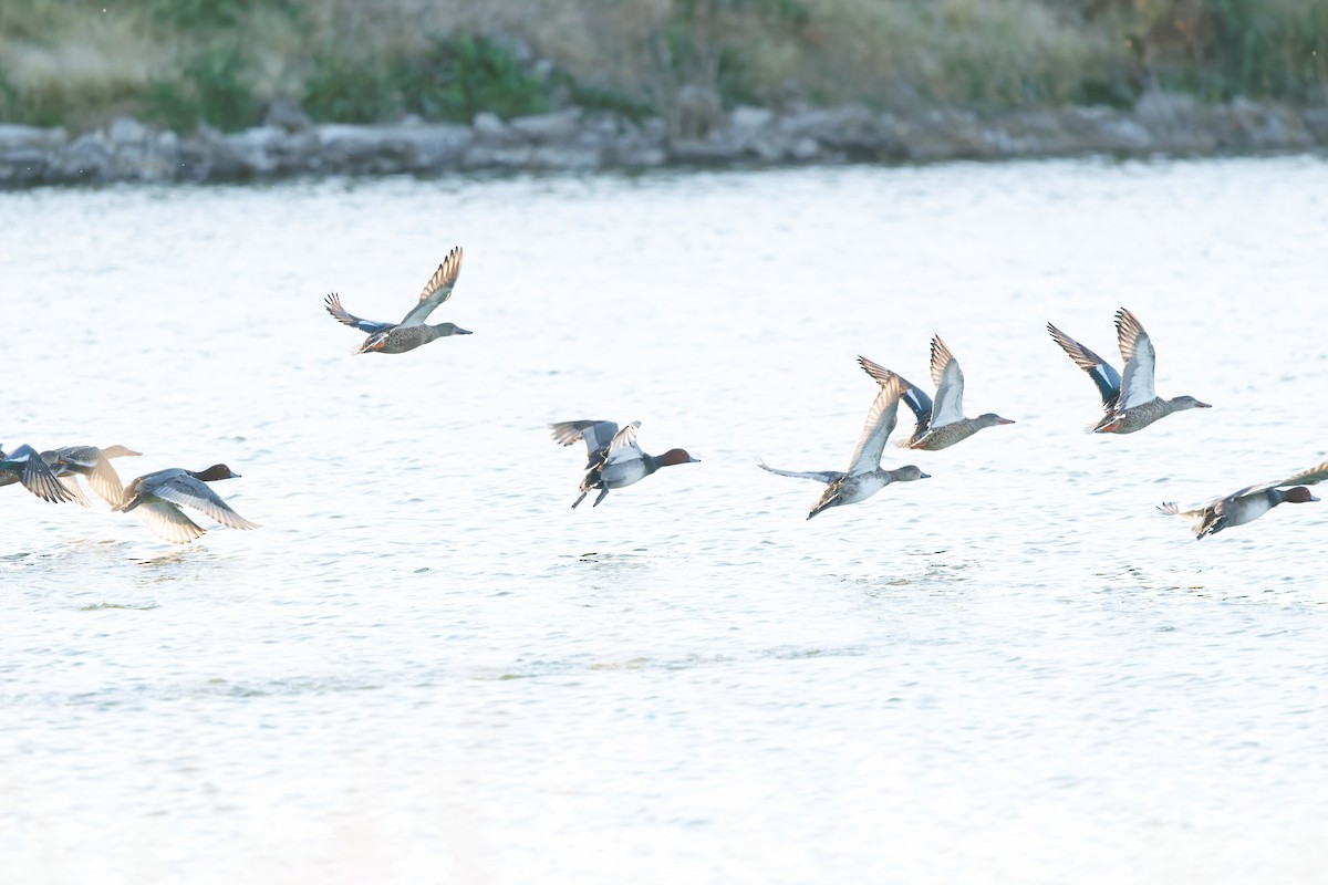 Northern Shoveler - ML624522603