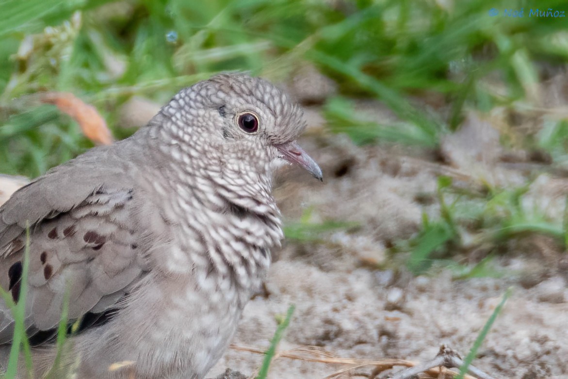 Common Ground Dove - ML624522616