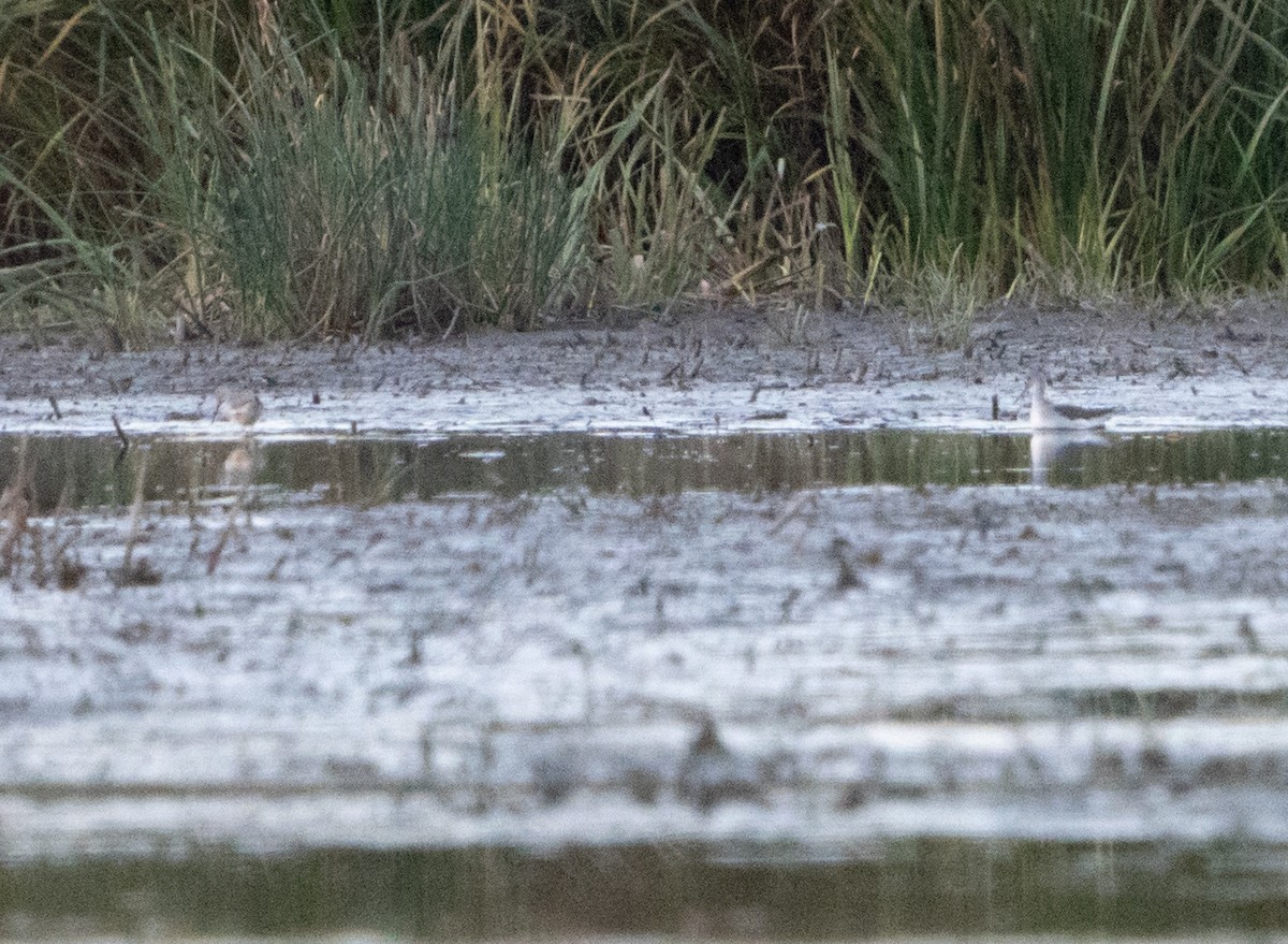 Lesser Yellowlegs - ML624522619