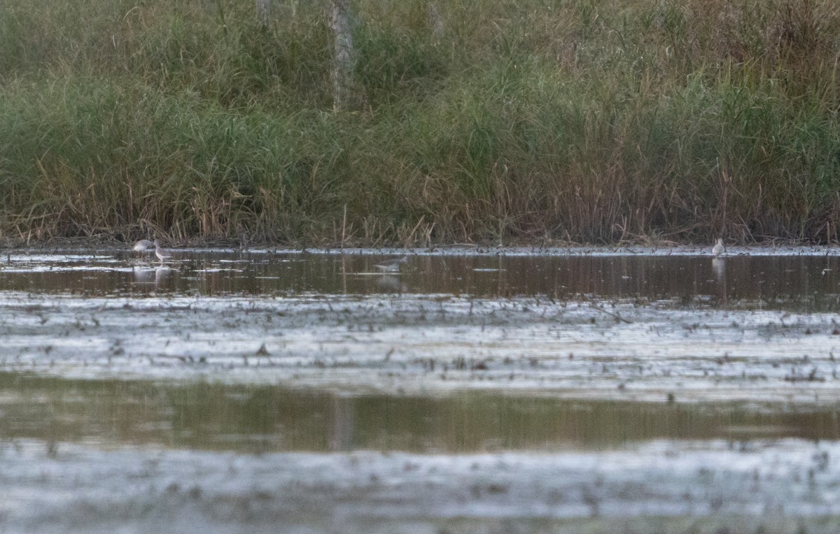 Lesser Yellowlegs - ML624522622