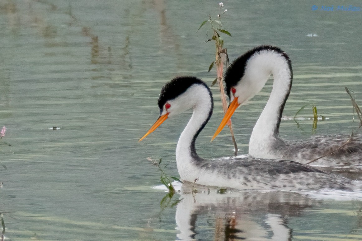 Clark's Grebe - Noé Muñoz-Padilla