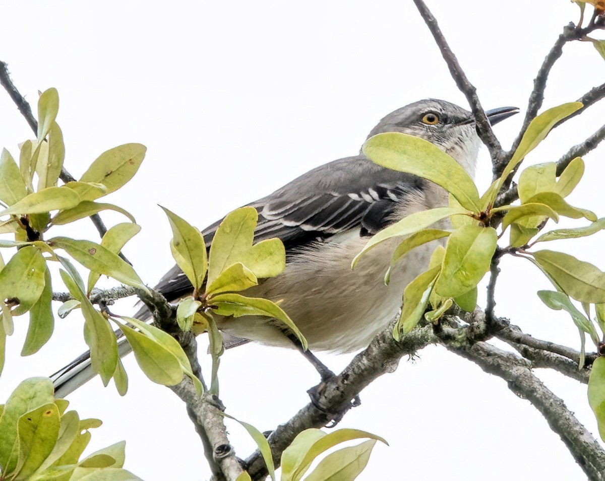 Northern Mockingbird - ML624522638