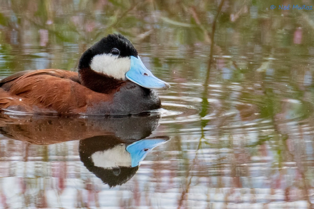 Ruddy Duck - ML624522641