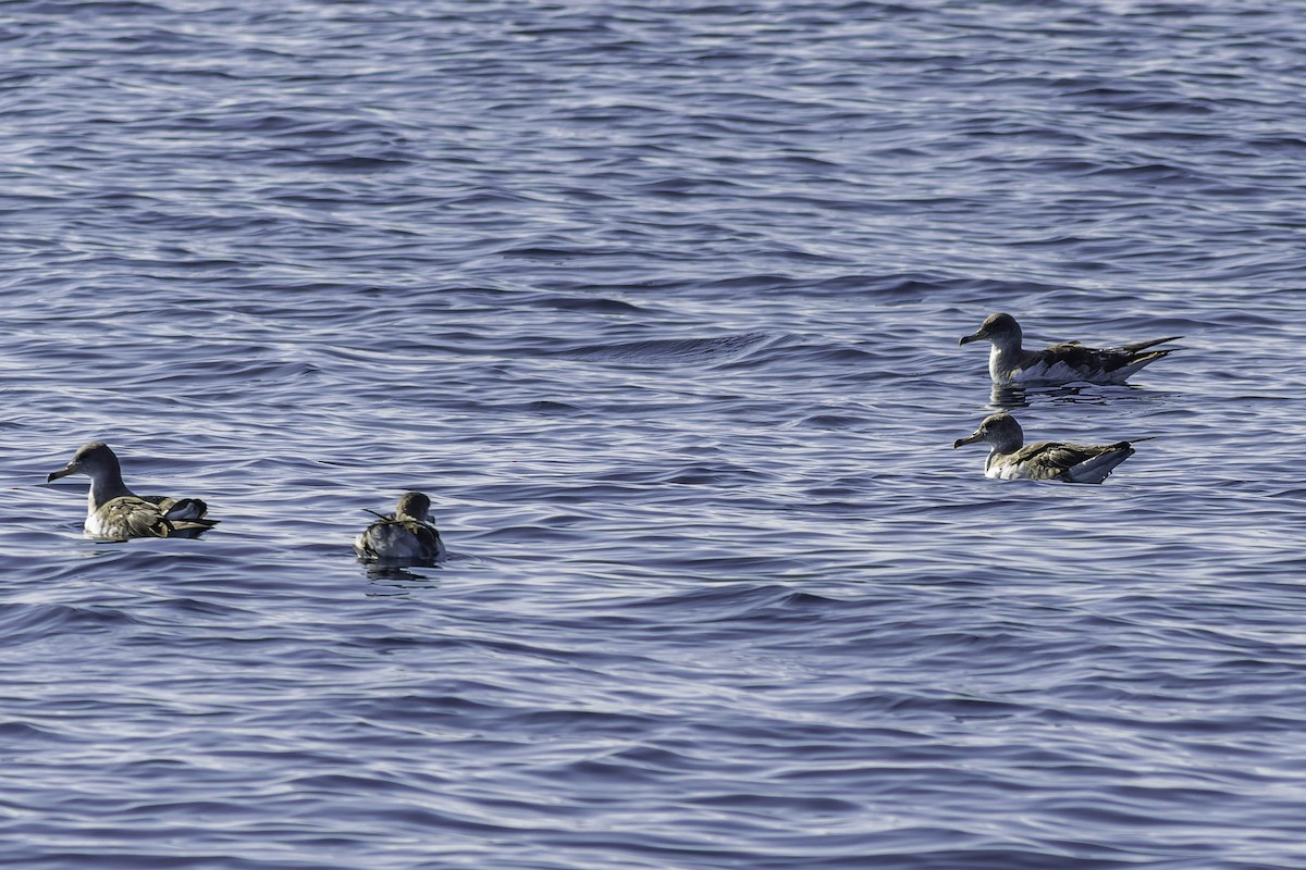 Cory's Shearwater - ML624522650