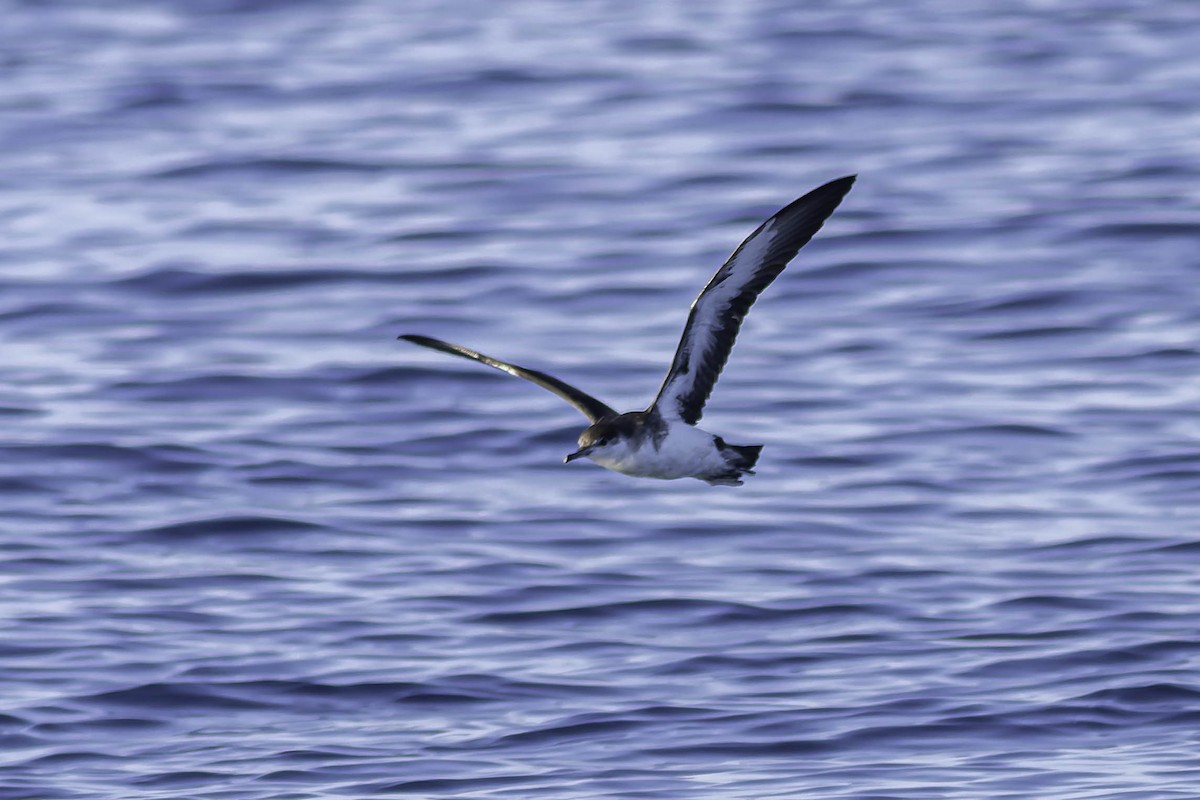 Manx Shearwater - ML624522665