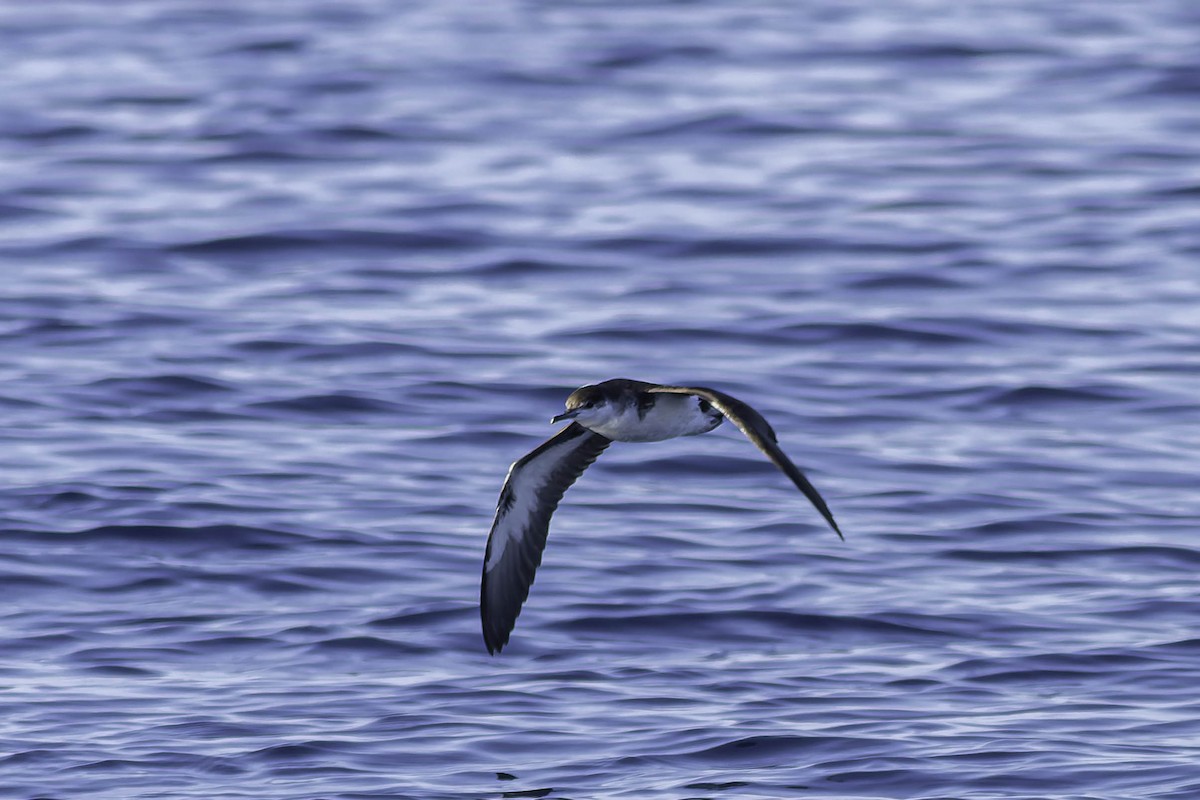 Manx Shearwater - ML624522675