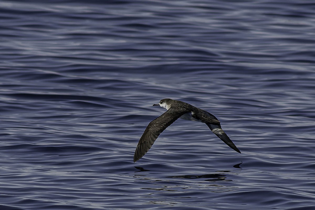 Manx Shearwater - ML624522690