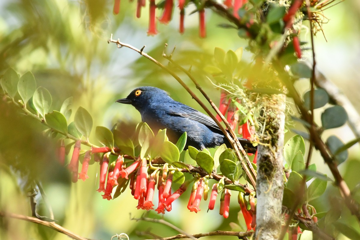 Deep-blue Flowerpiercer - ML624522692