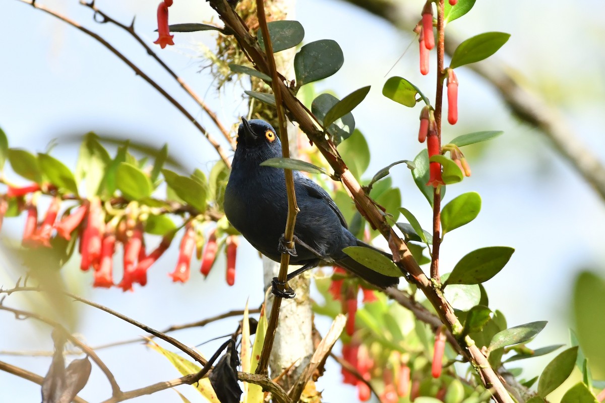 Deep-blue Flowerpiercer - ML624522702