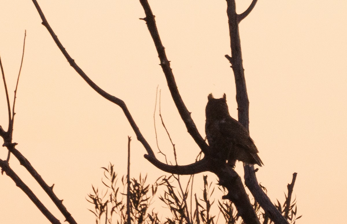 Great Horned Owl - ML624522711