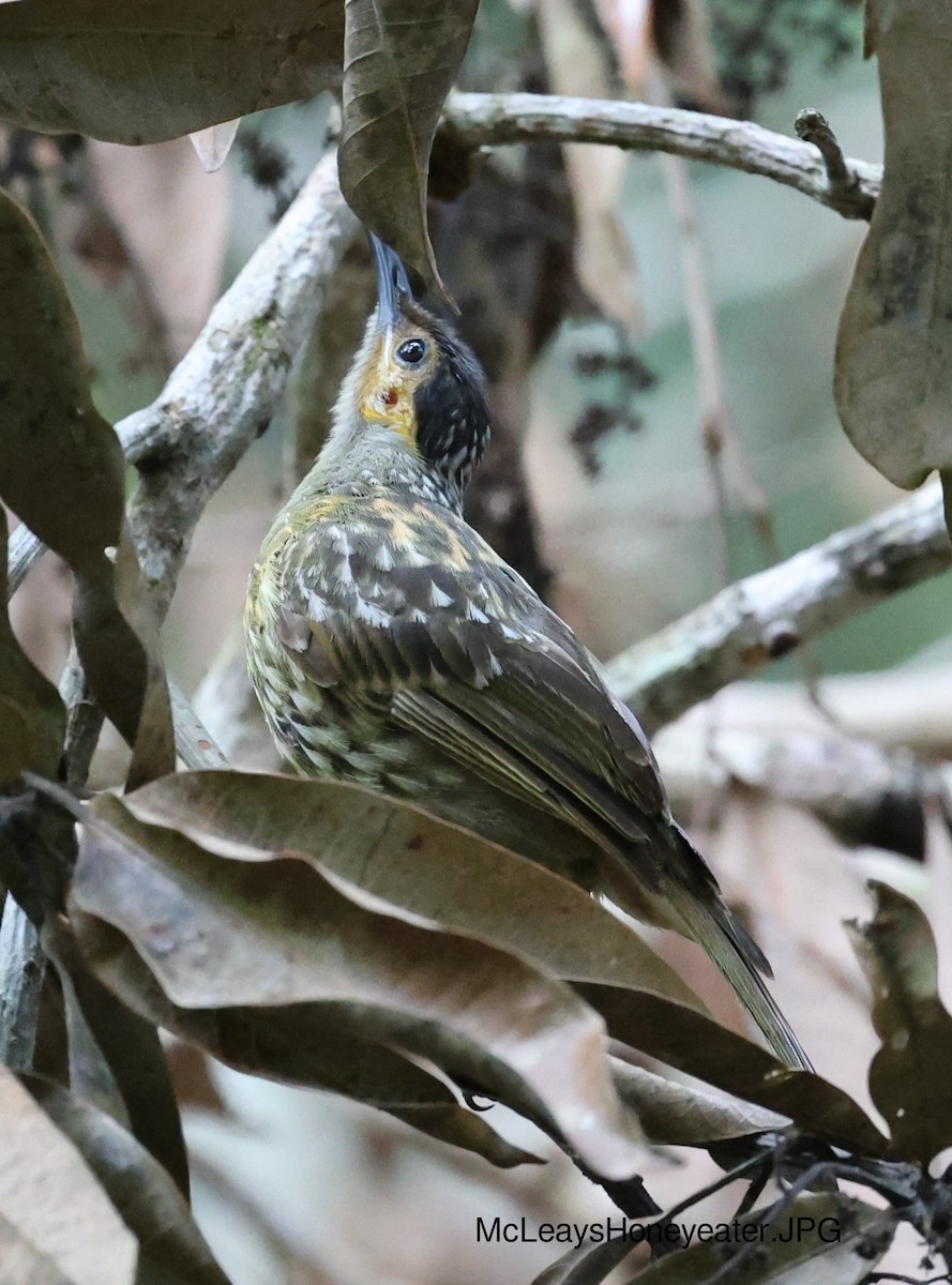 Macleay's Honeyeater - ML624522727