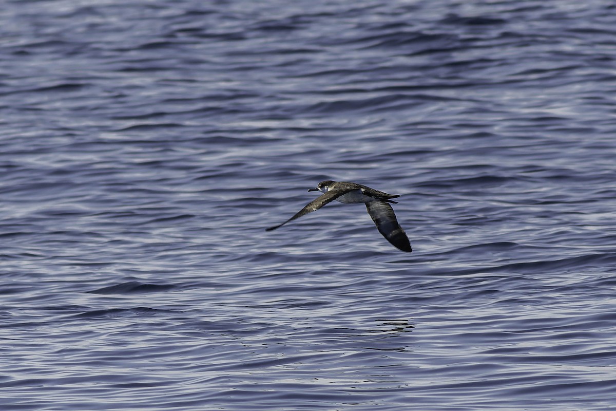 Manx Shearwater - George Roussey