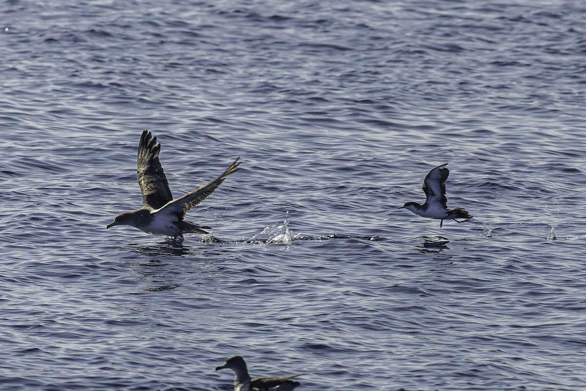 Manx Shearwater - ML624522741