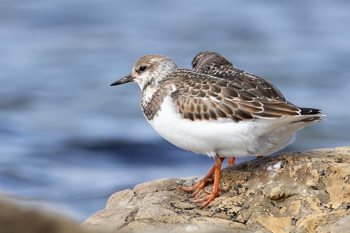 Ruddy Turnstone - ML624522807