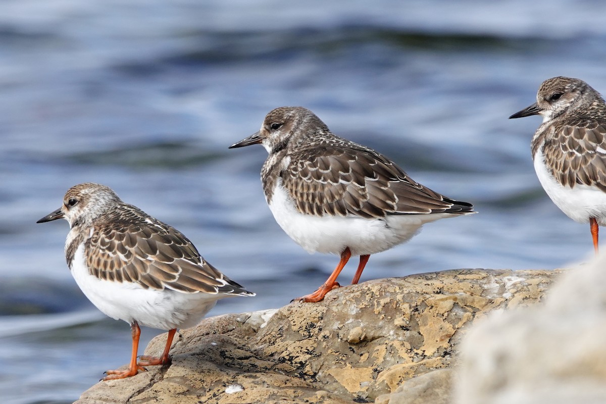 Ruddy Turnstone - ML624522809