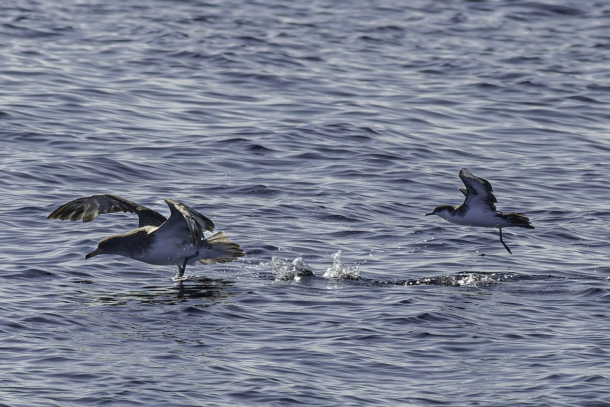 Manx Shearwater - George Roussey