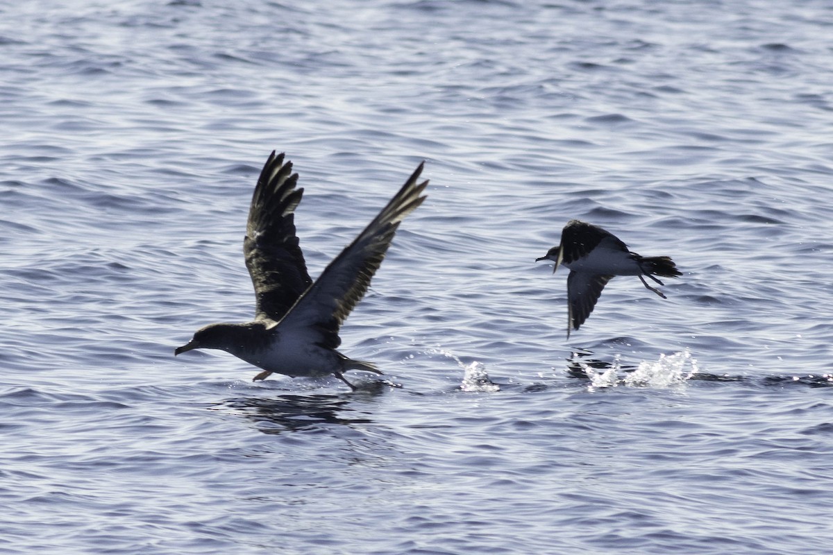 Manx Shearwater - ML624522817