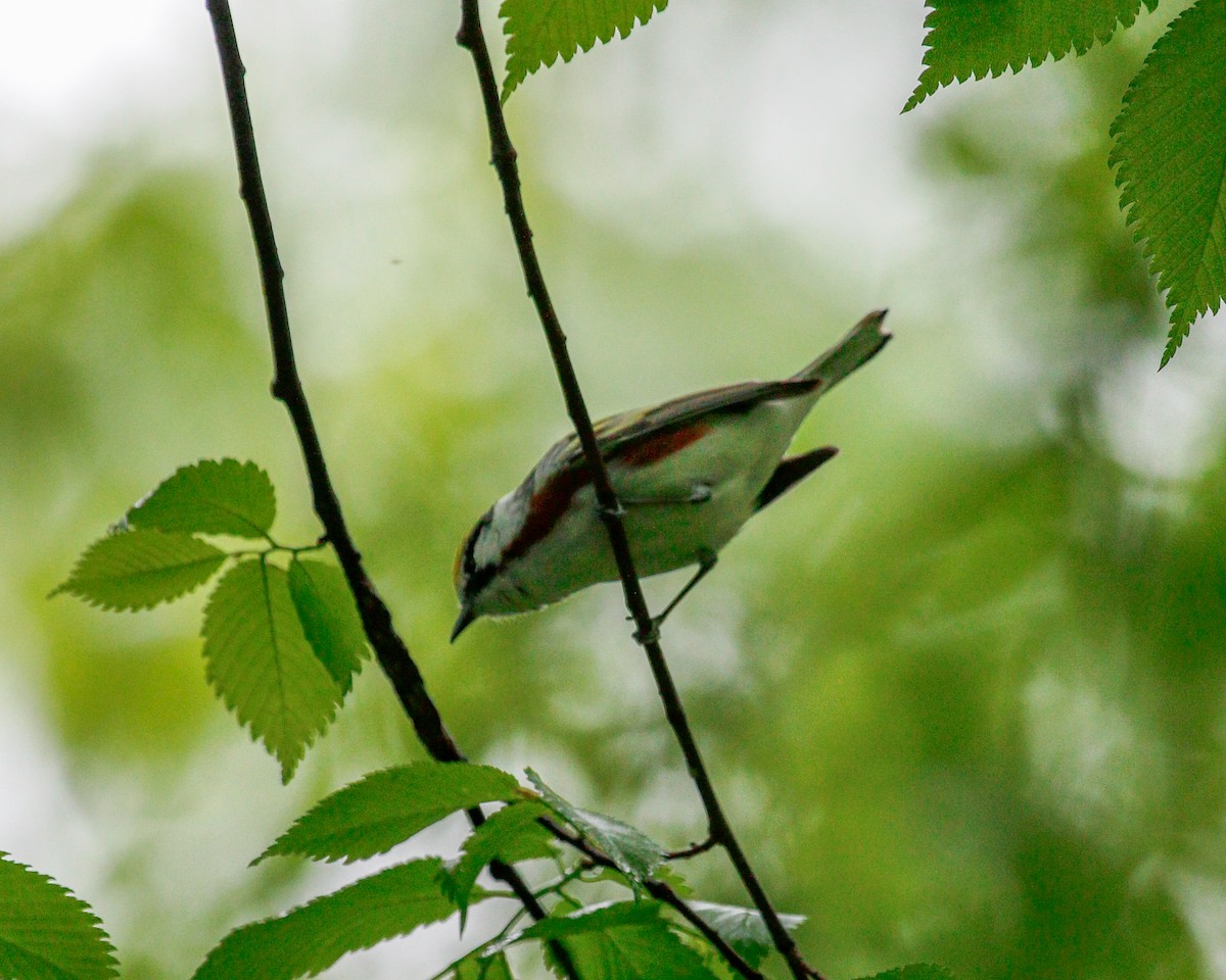 Chestnut-sided Warbler - ML624522831