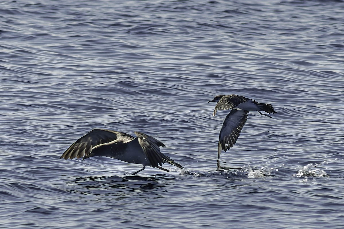 Manx Shearwater - ML624522834