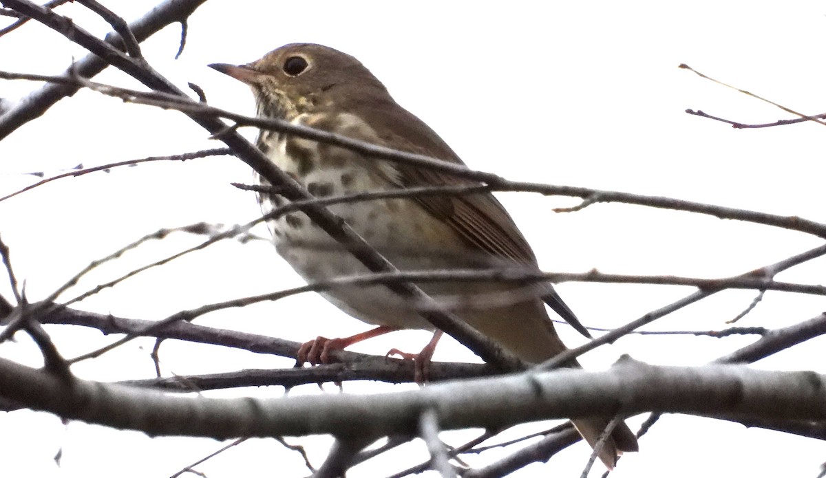 Hermit Thrush - ML624522840