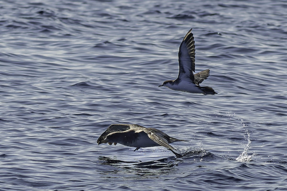 Manx Shearwater - ML624522845