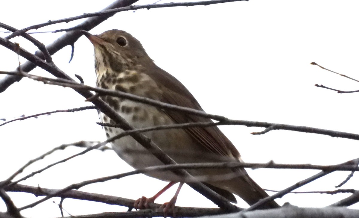 Hermit Thrush - ML624522852