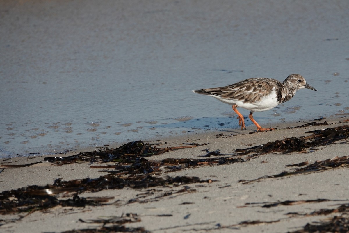 Ruddy Turnstone - ML624522864