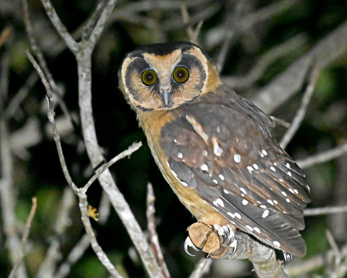 Buff-fronted Owl - ML624522875