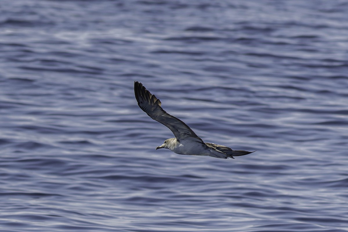 Cory's Shearwater - ML624522891