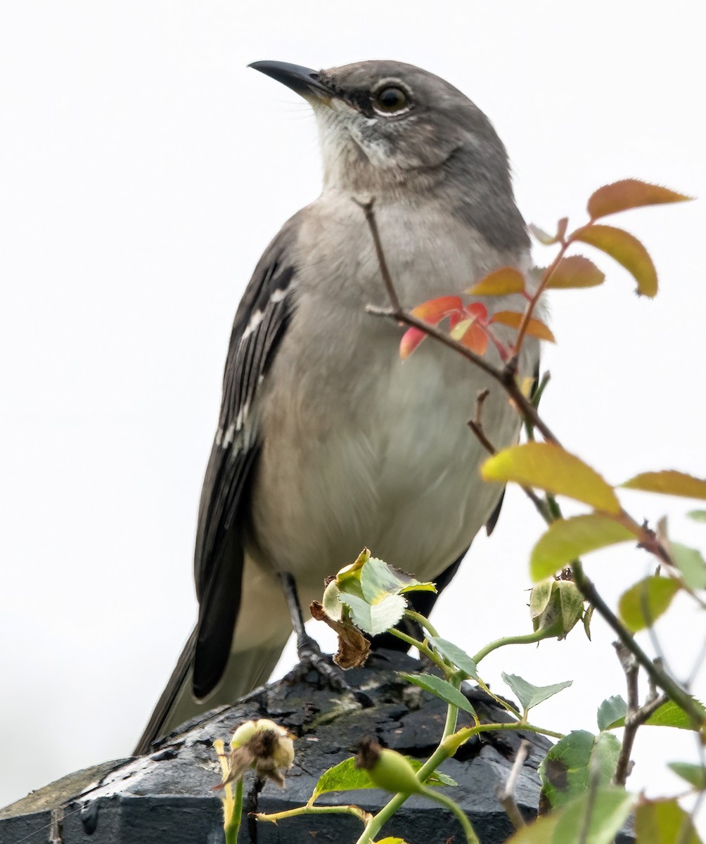 Northern Mockingbird - ML624522897