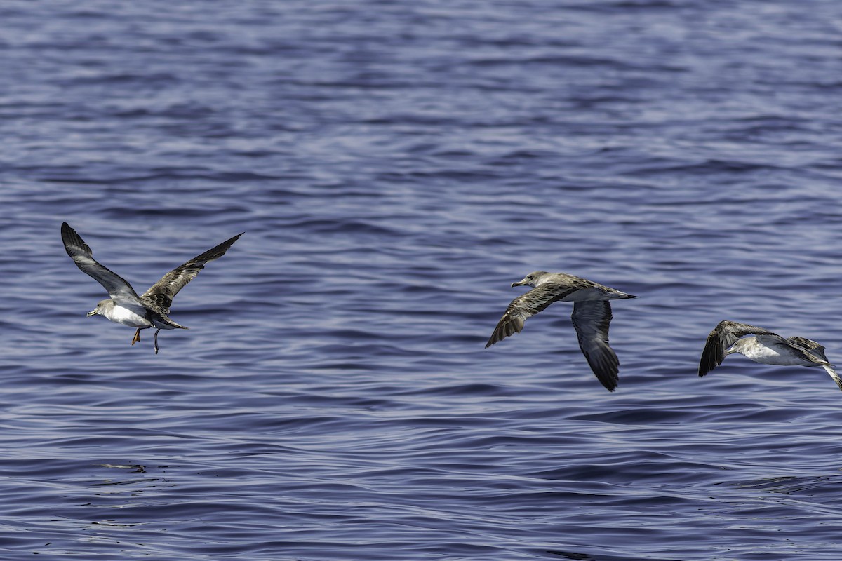 Cory's Shearwater (Scopoli's) - ML624522912